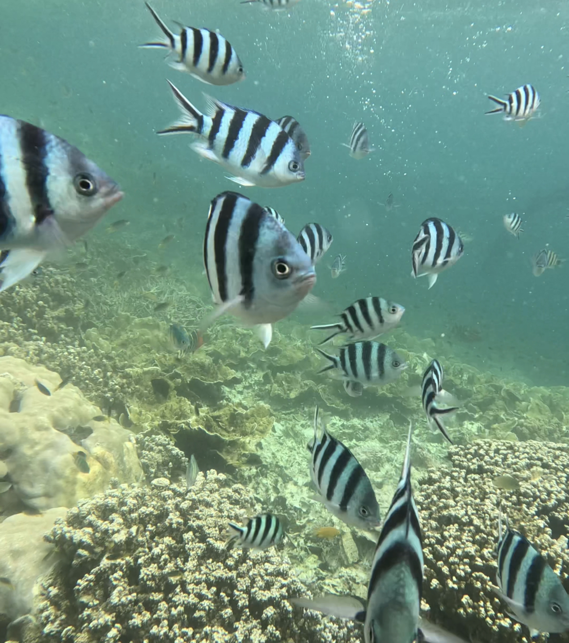 Fish at Cemetery Reef, Palau.