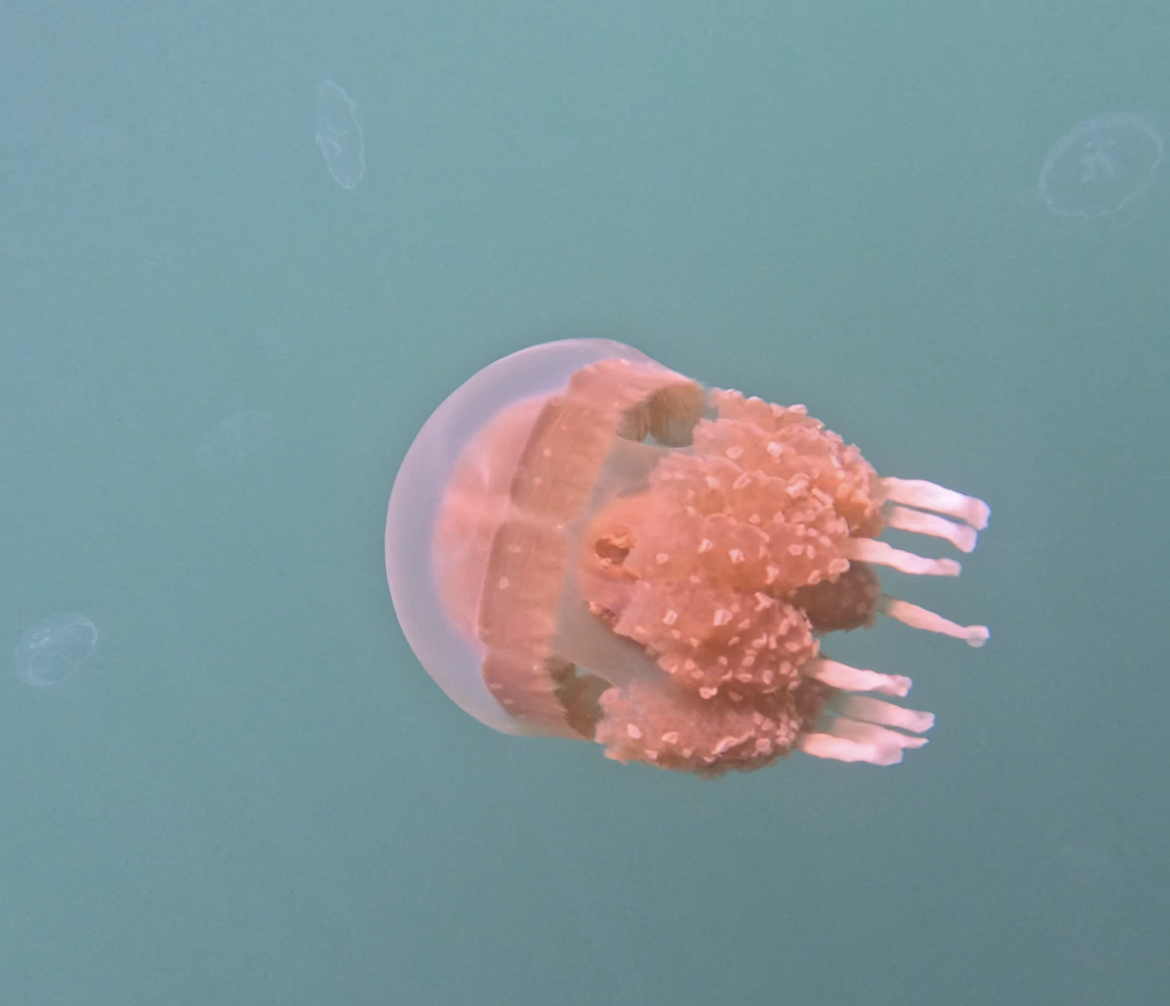 Jellyfish at Jellyfish Lake