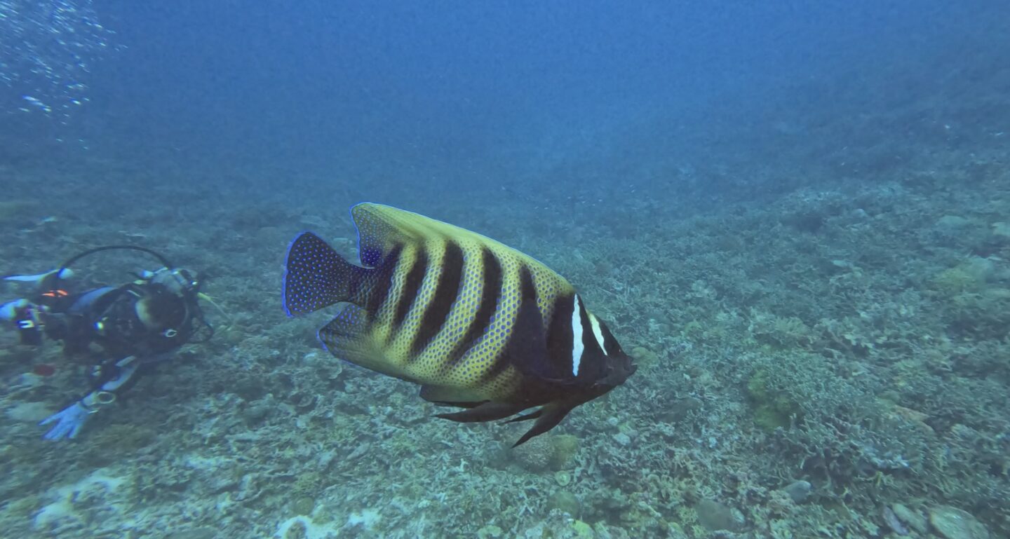 Angelfish Palau