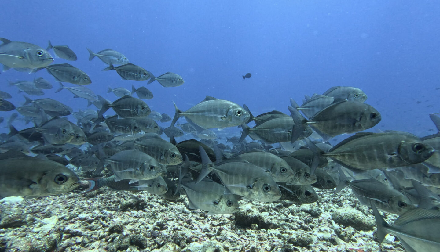 Bigeye Trevally, Palau.