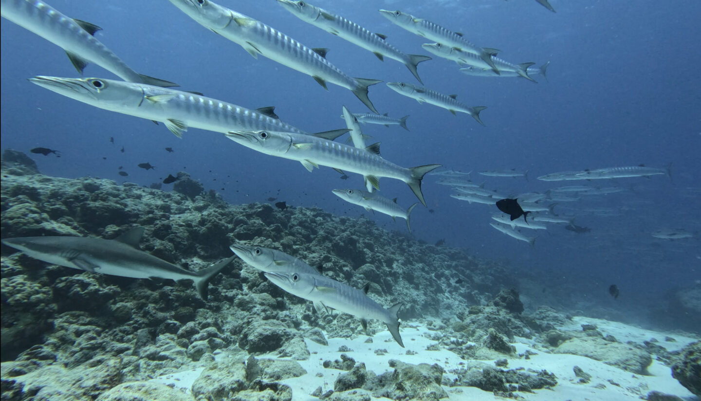 Barracuda, Palau.