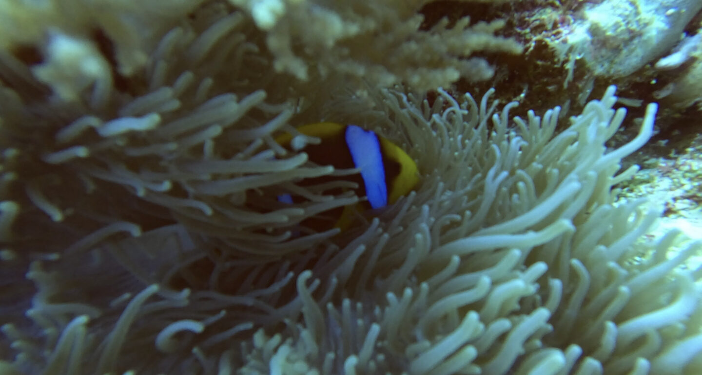 Clownfish, Palau.