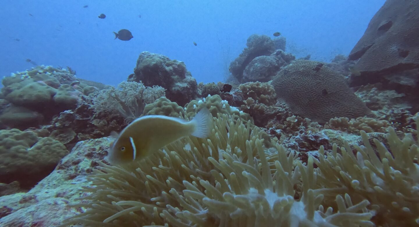 Clownfish Palau