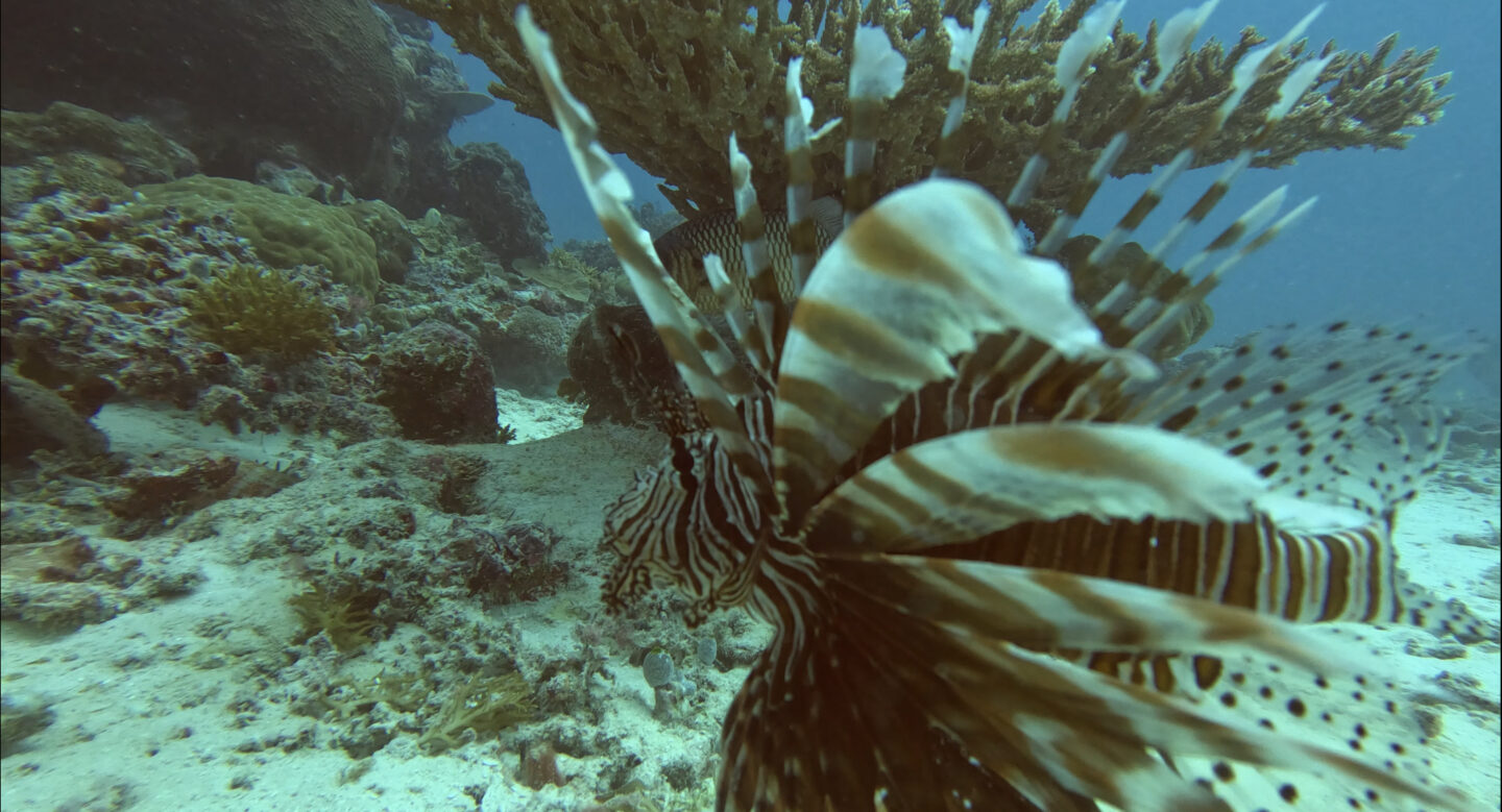 Lionfish, Palau.