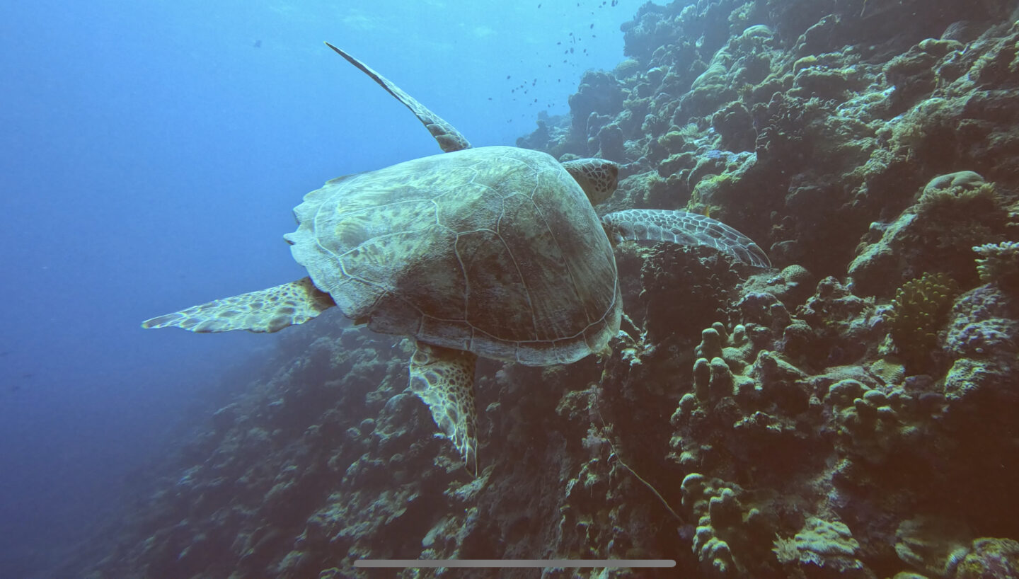 Turtle, Palau.