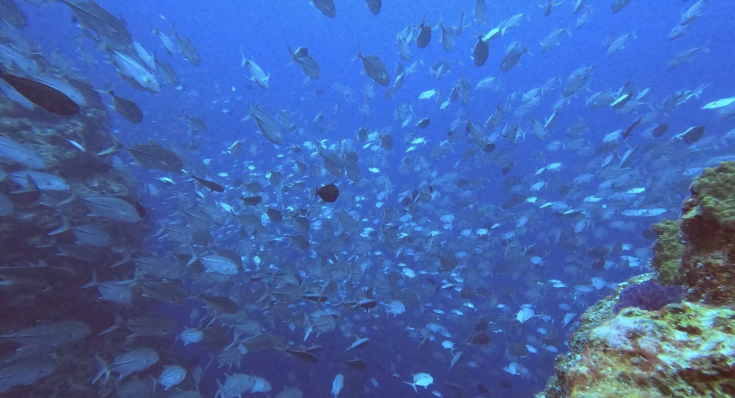 Underwater Palau