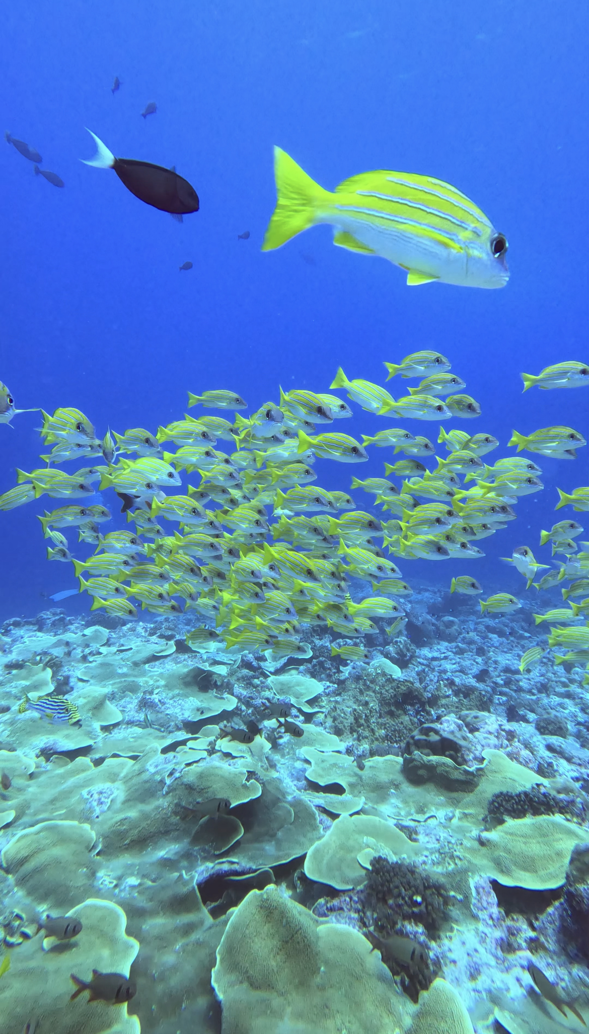 Yellow-striped Snapper