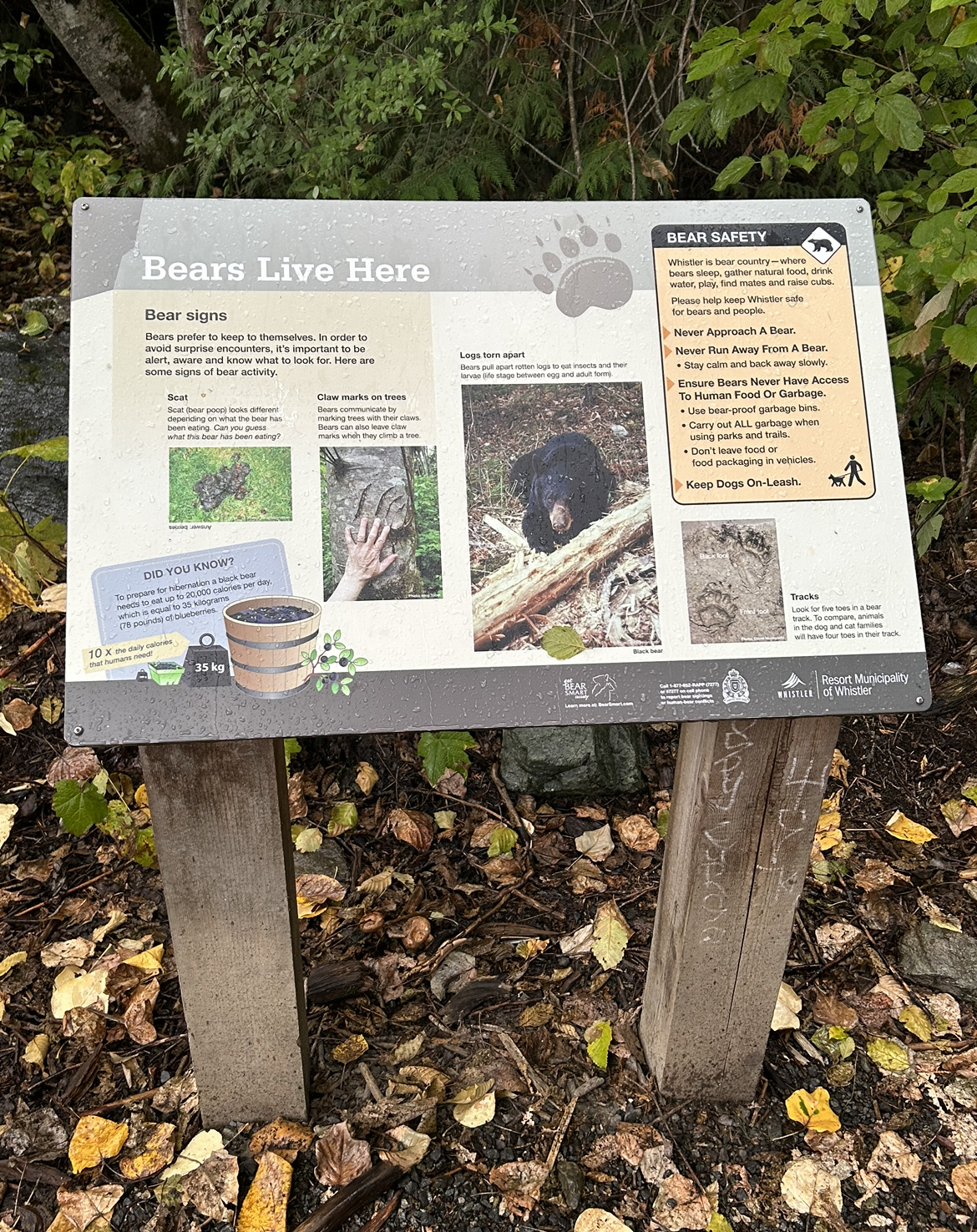 Bears Live Here Train Wreck Trail Whistler, British Columbia, Canada.