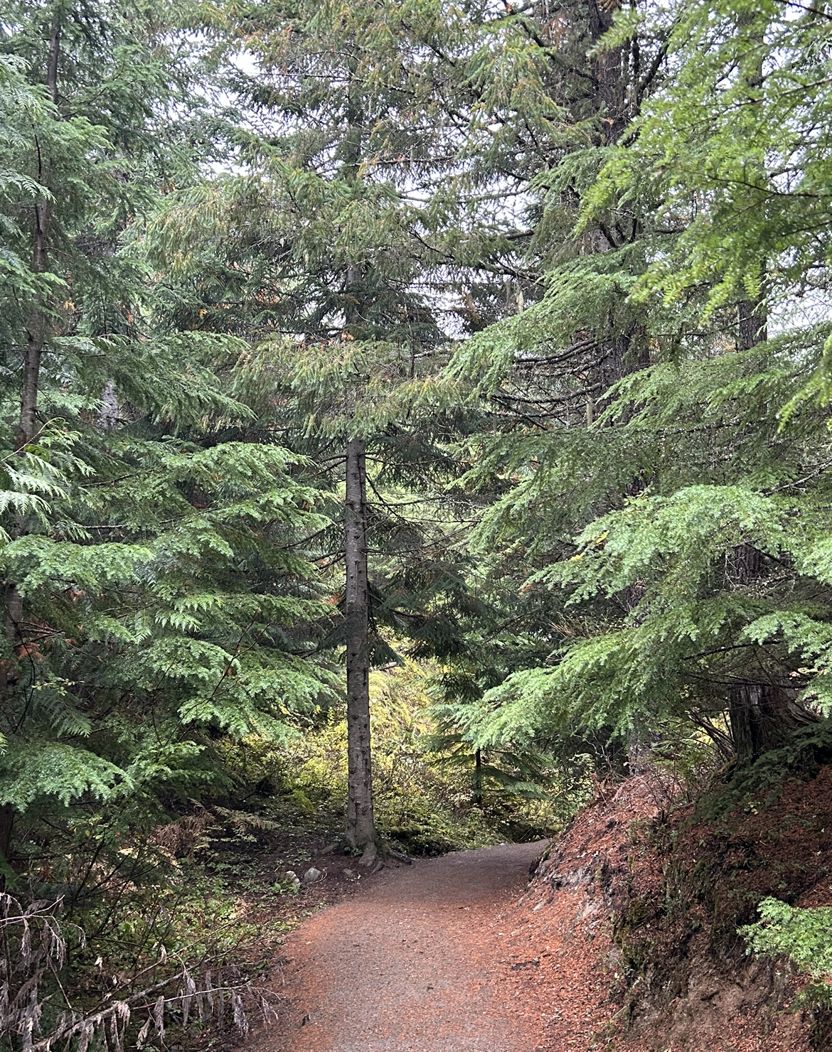 Train Wreck Hike Trail. Whistler, British Columbia, Canada.