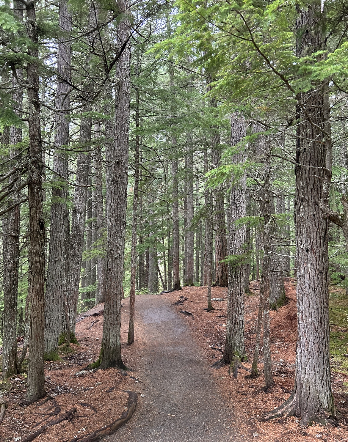 Train Wreck Hike Trail. Whistler, British Columbia, Canada.