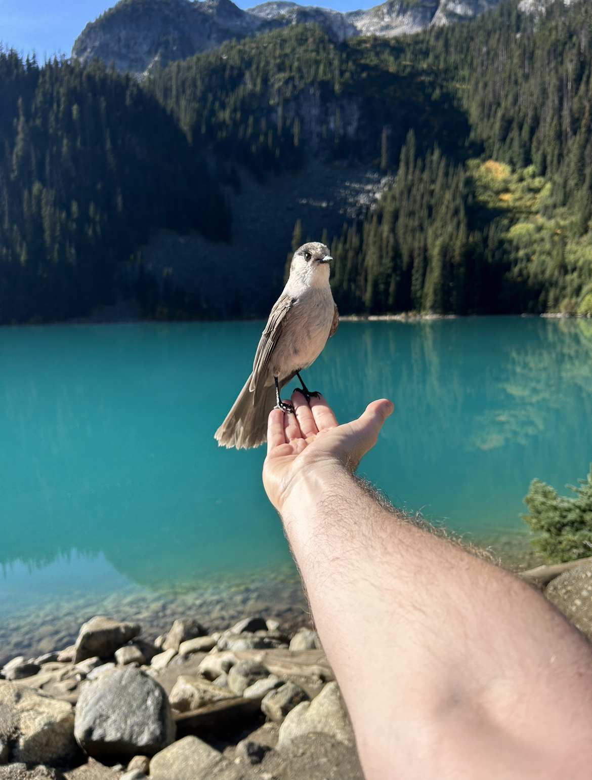 Joffre Lakes Middle Lake Bird Feeding