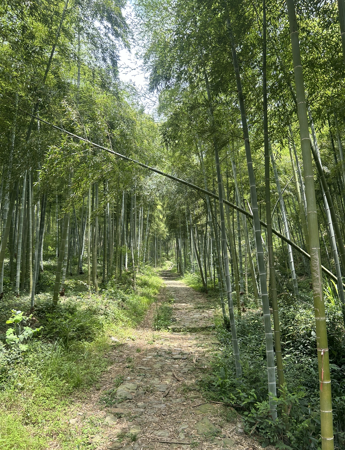 Hiking path near Anji Flee-City Villa