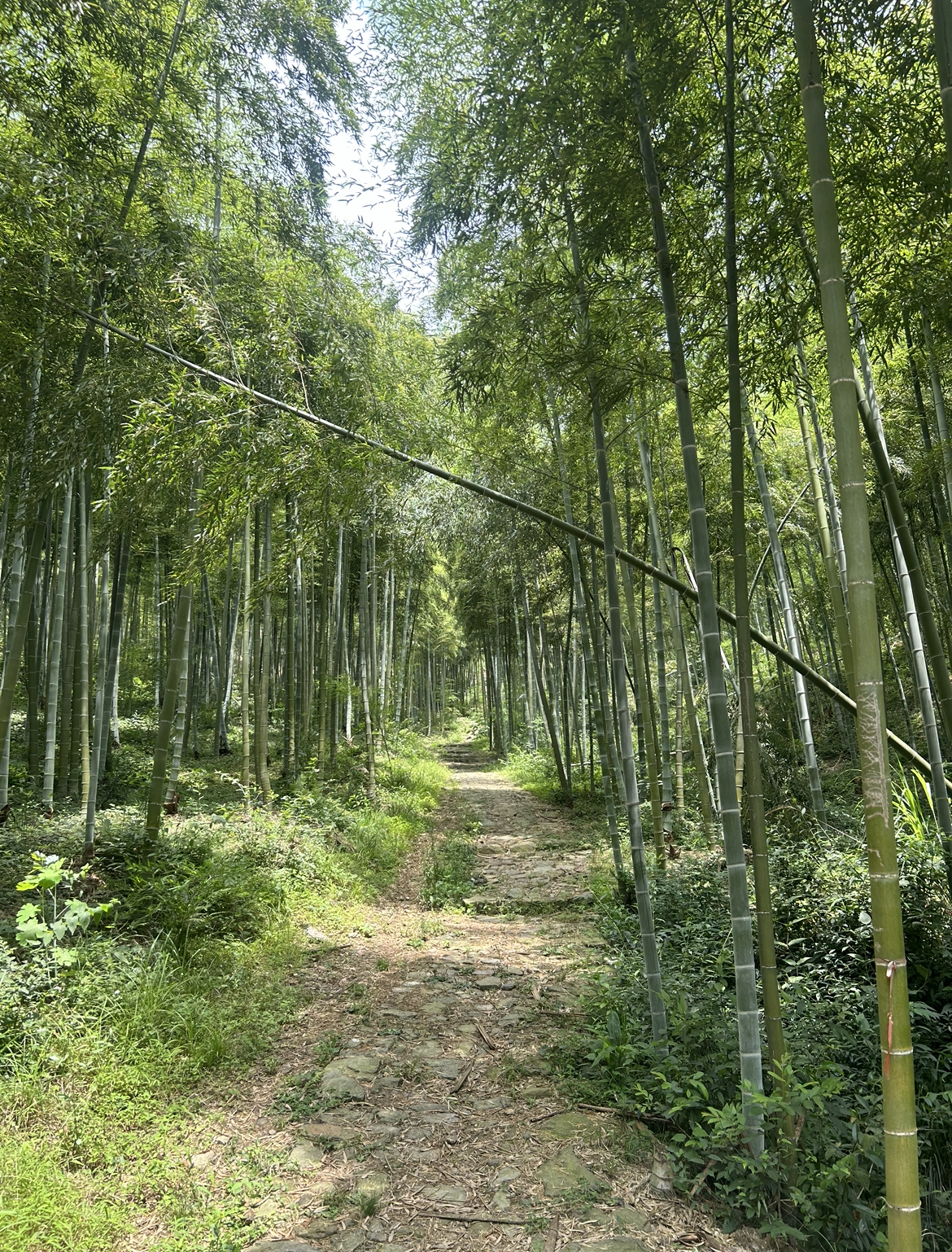 Hiking the Xiaoling Ancient Trail in Anji, Zhejiang | China