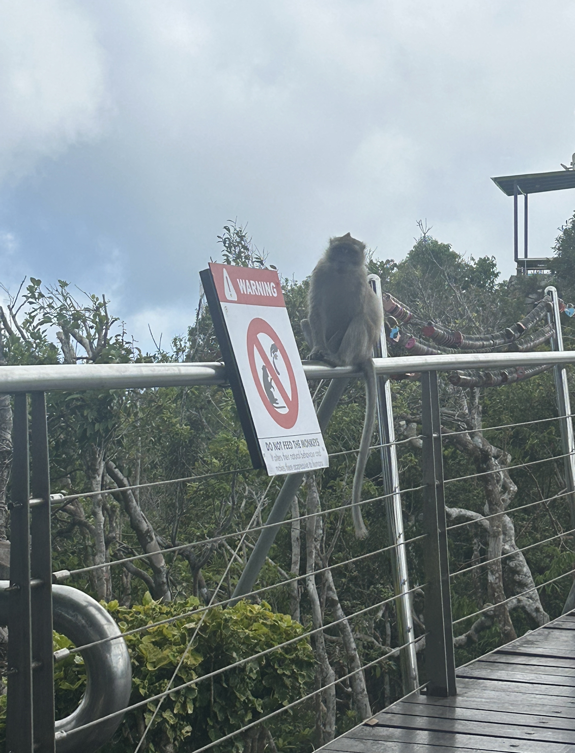 Monkey Langkawi Skywalk Malaysia.