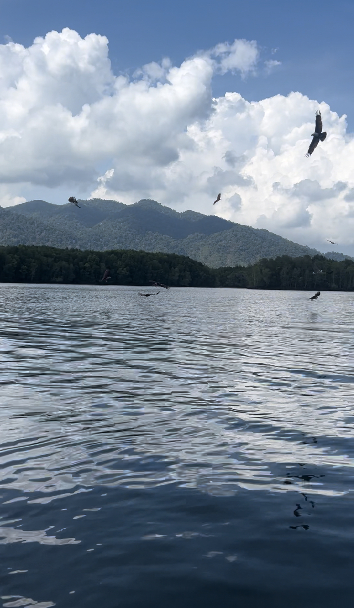 Eagle area. Mangrove Tour, Langkawi, Malaysia.