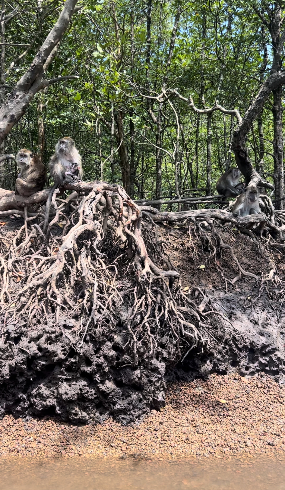 Monkey area. Mangrove Tour, Langkawi, Malaysia.